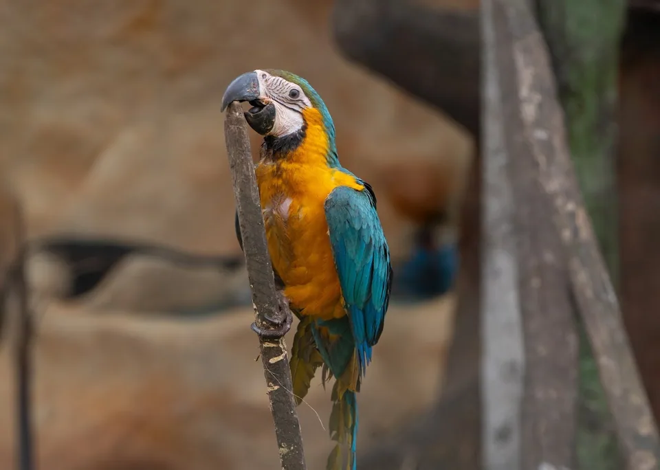 Guacamayo en Animal Park