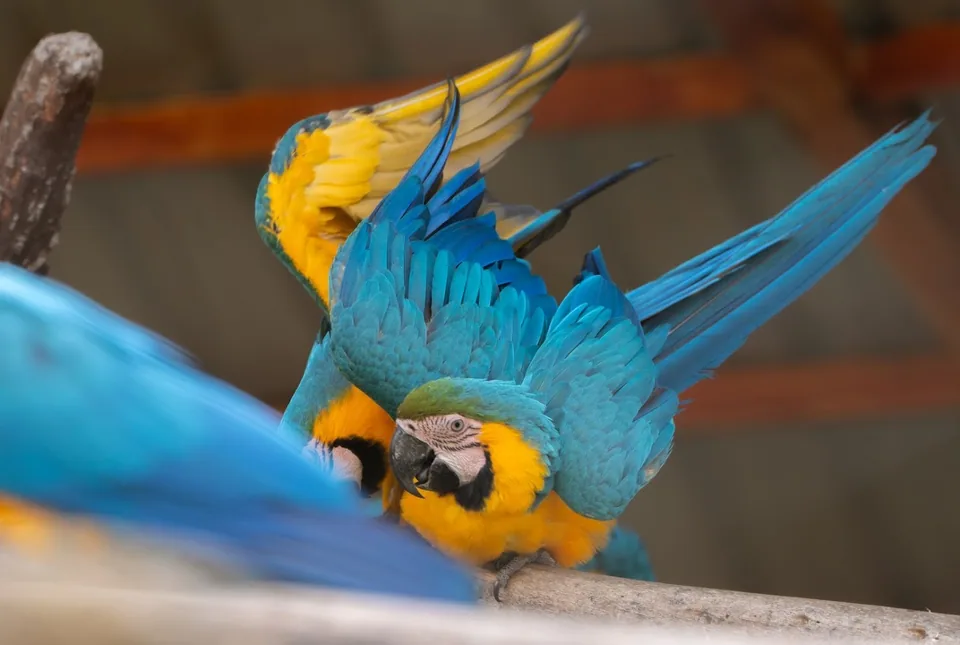 Guacamayos · Archivo de Animal Park