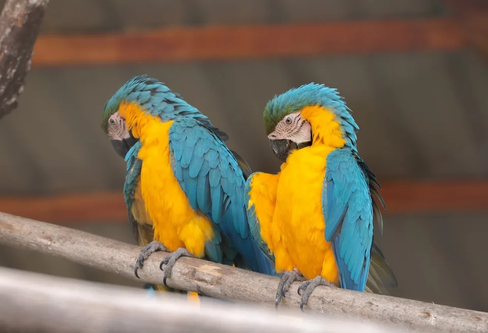 Guacamayos · Archivo de Animal Park