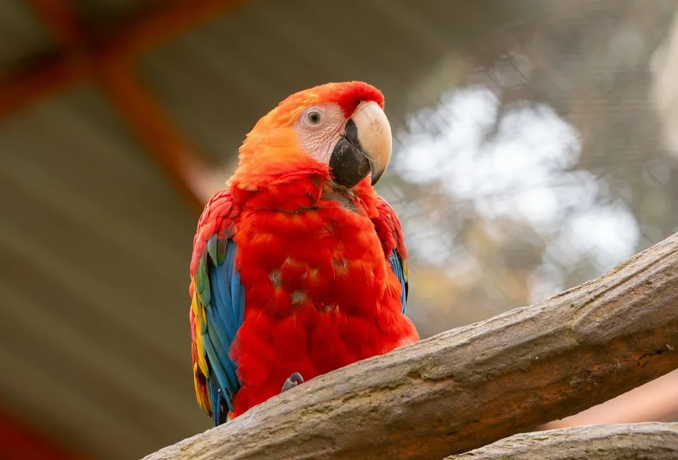 Guacamayos · Archivo de Animal Park
