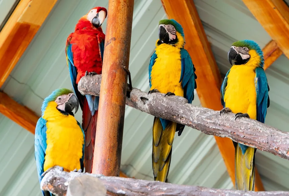 Guacamayos · Archivo de Animal Park