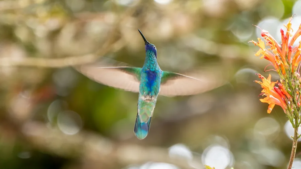 Colibrí entre flores