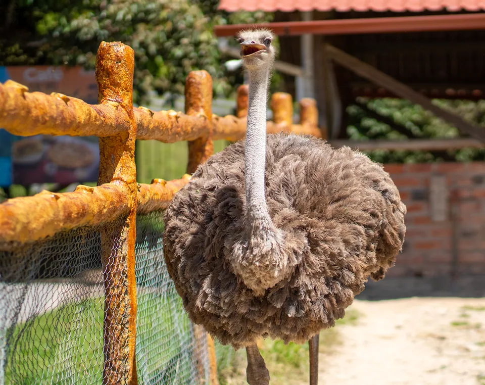 Avestruz en Animal Park