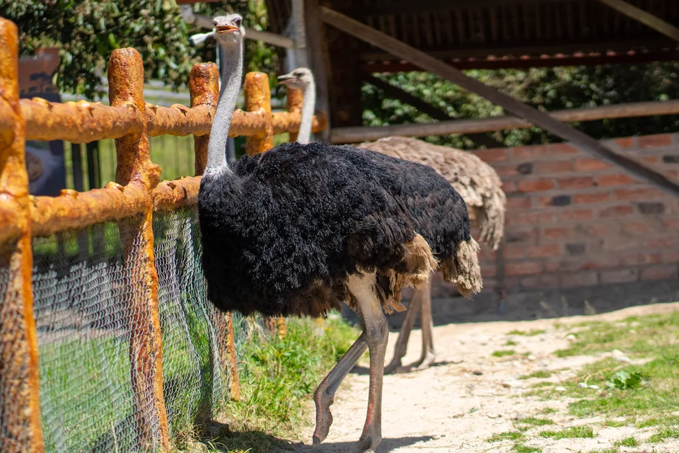 Avestruz · Archivo de Animal Park
