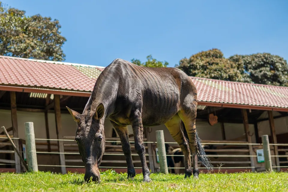 Paseo a caballo en Animal Park