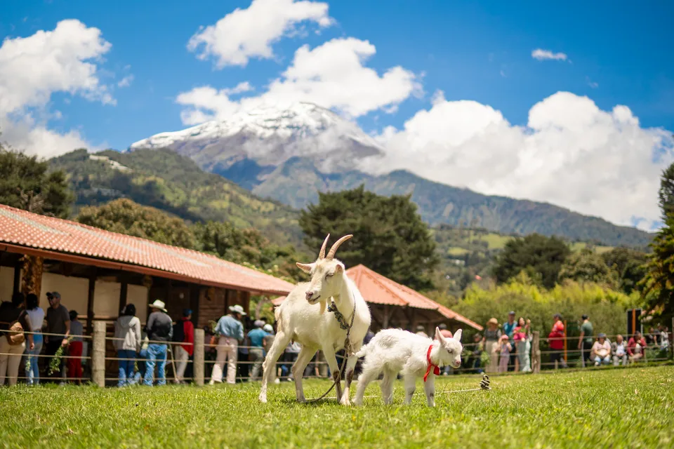 Cabras en Animal Park