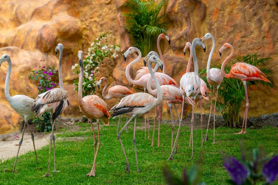Flamencos en Animal Park
