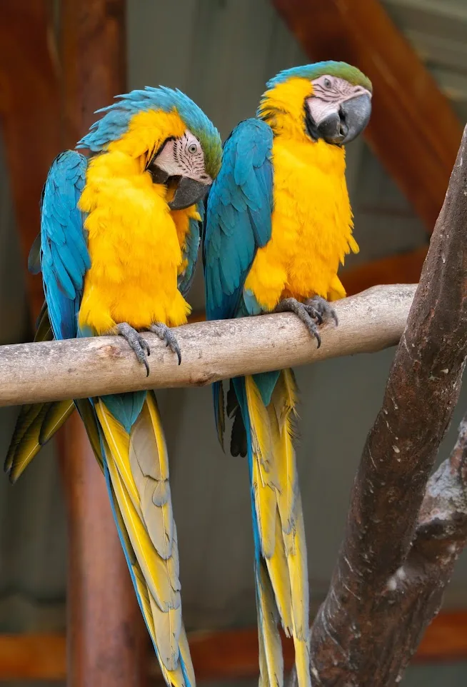 Guacamayos · Archivo de Animal Park
