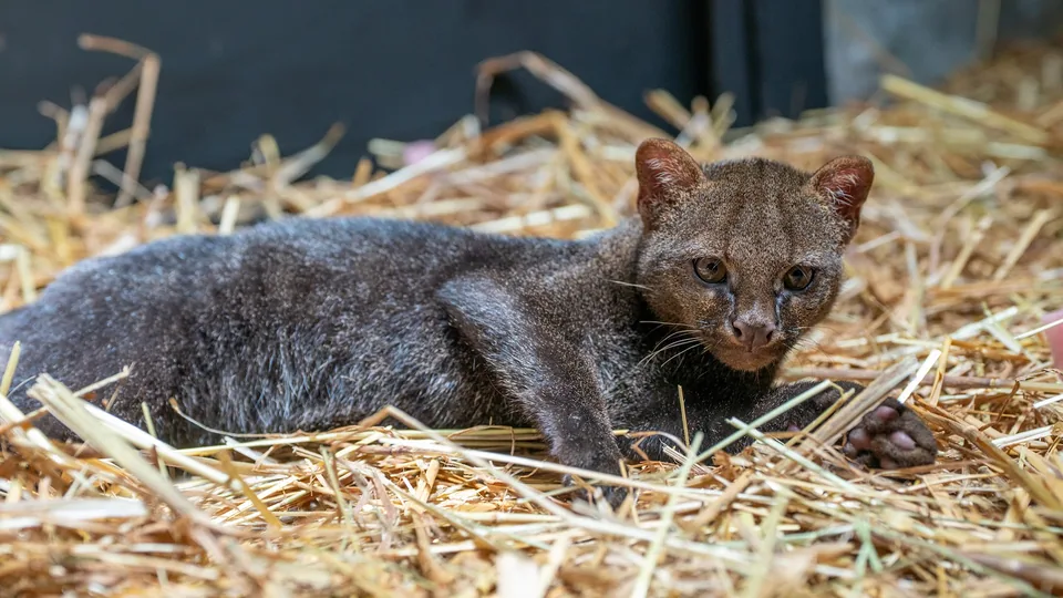 Jaguarundi en Animal Park