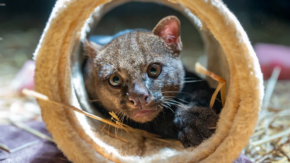 Jaguarundi · Archivo de Animal Park