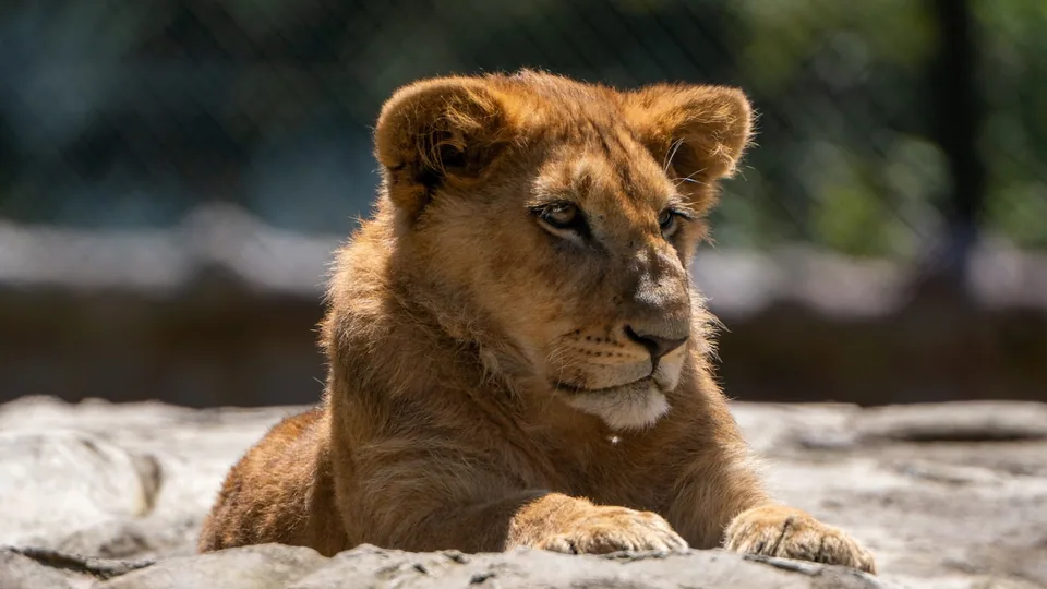 León africano · Archivo de Animal Park