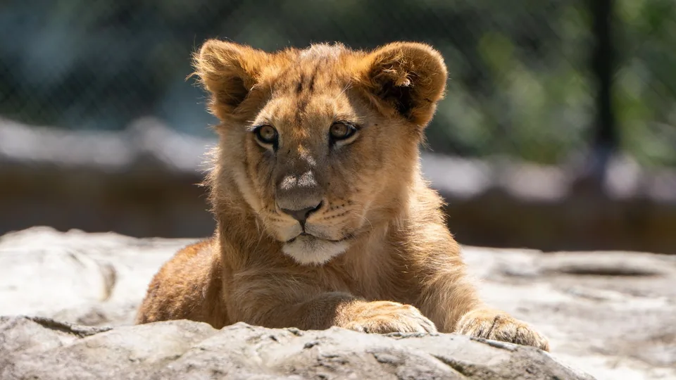 León en Animal Park
