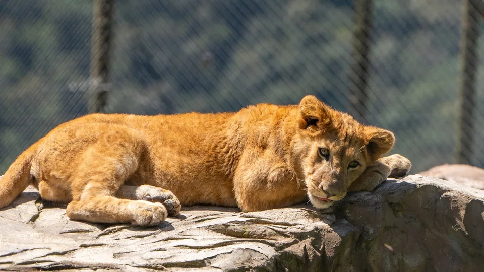 León africano · Archivo de Animal Park