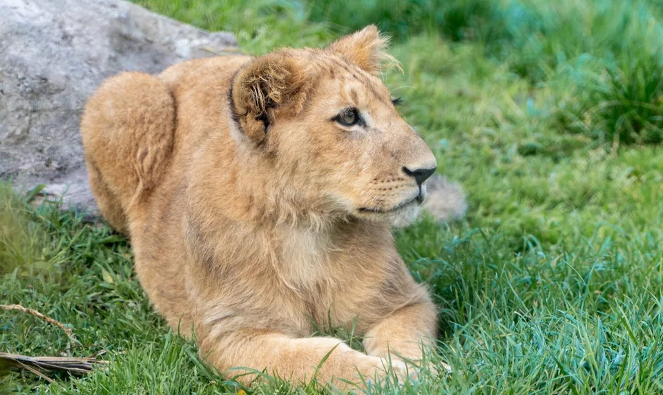 León africano · Archivo de Animal Park
