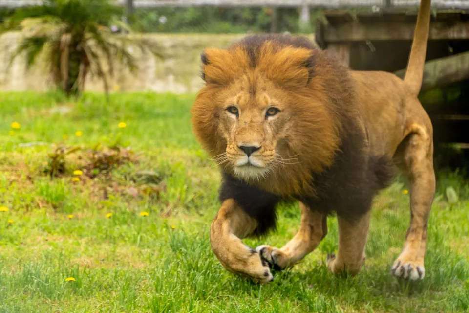 León africano en Animal Park
