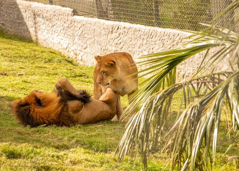 Leones en su espacio de cuidado