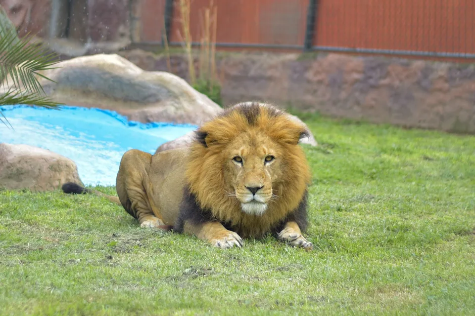 Rescate en Animal Park