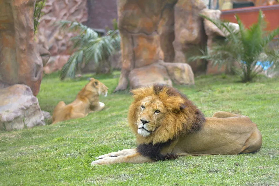 León en reposo