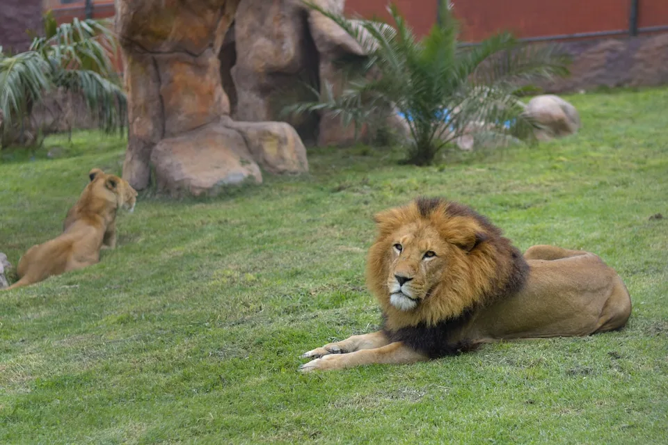 Rescate y fauna silvestre en Animal Park