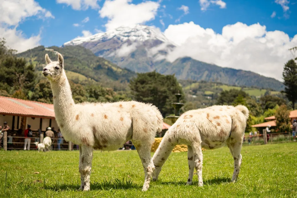 Llamas y paisaje del volcán Tungurahua