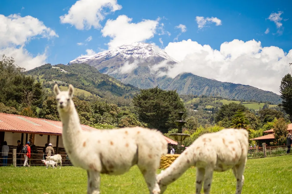 Llama en Animal Park