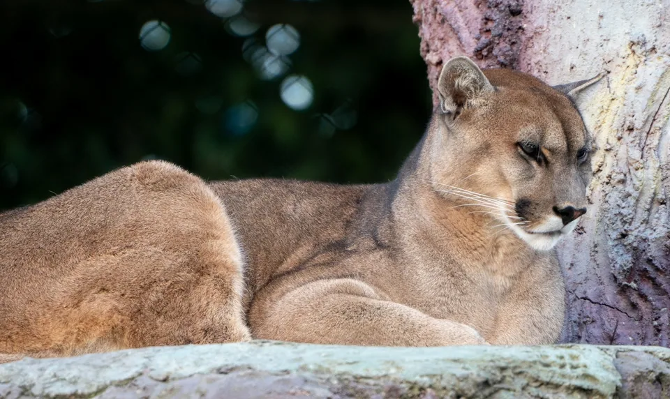 Puma · Archivo de Animal Park