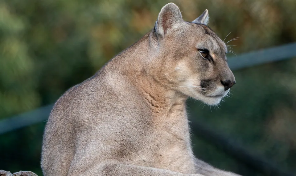 Puma · Archivo de Animal Park