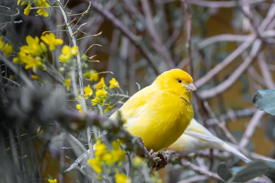 Ave de plumaje amarillo