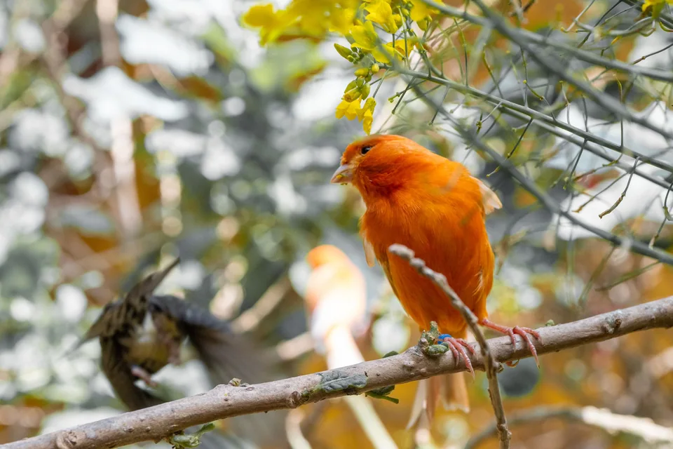 Ave de plumaje naranja entre ramas