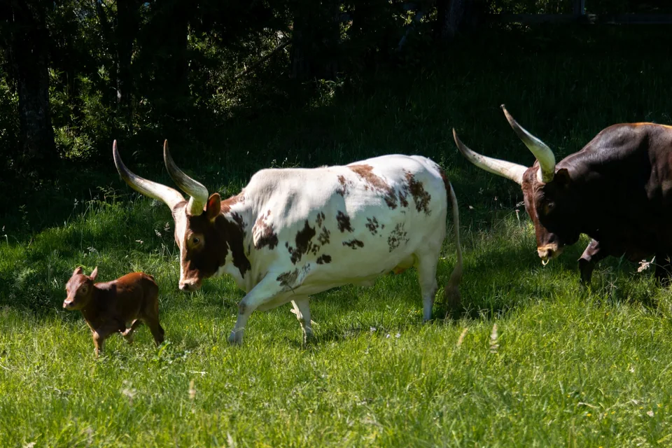 Bovinos en una pradera del parque