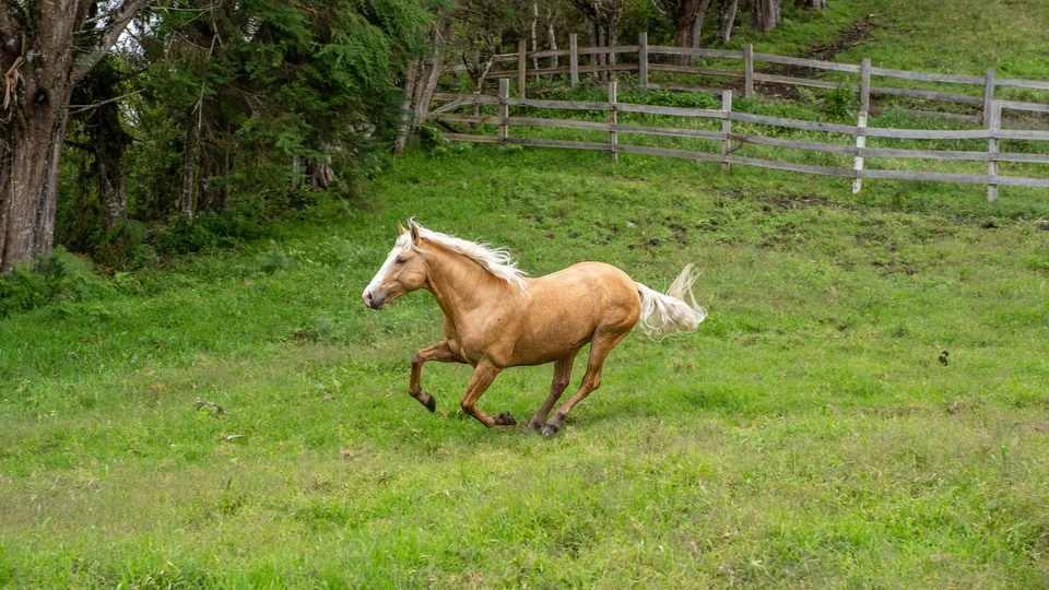 Caballo en una pradera del parque