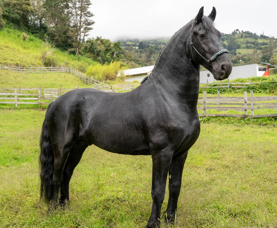 Caballo negro en la pradera