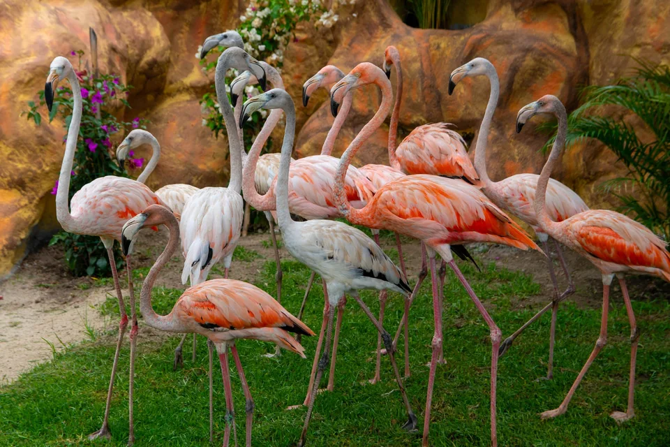 El grupo de flamencos y su entorno