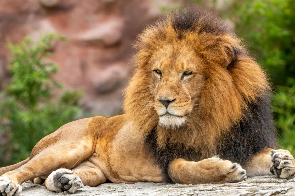 León africano en reposo