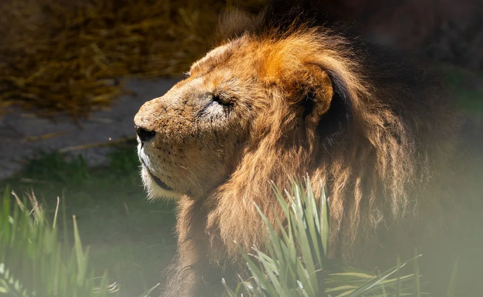 León africano bajo la luz del día