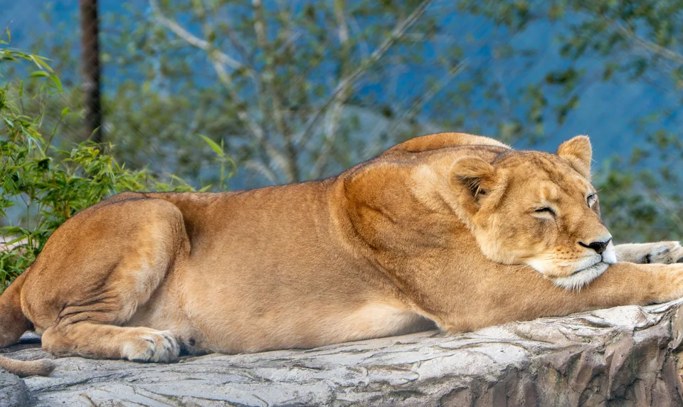 Leona descansando sobre las rocas