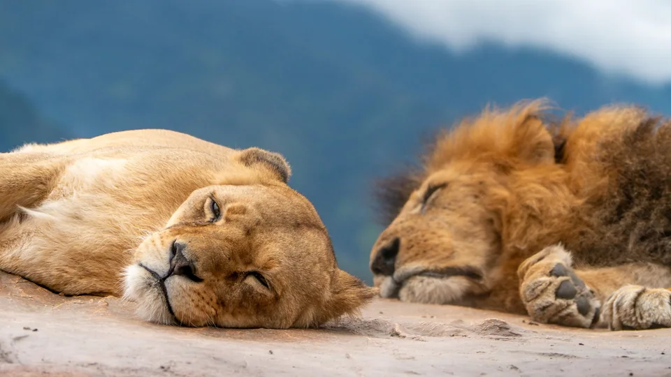 Leones descansando juntos