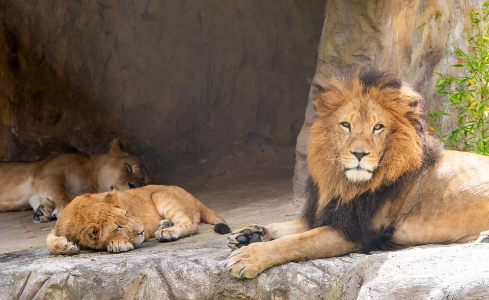 Leones en su espacio de descanso