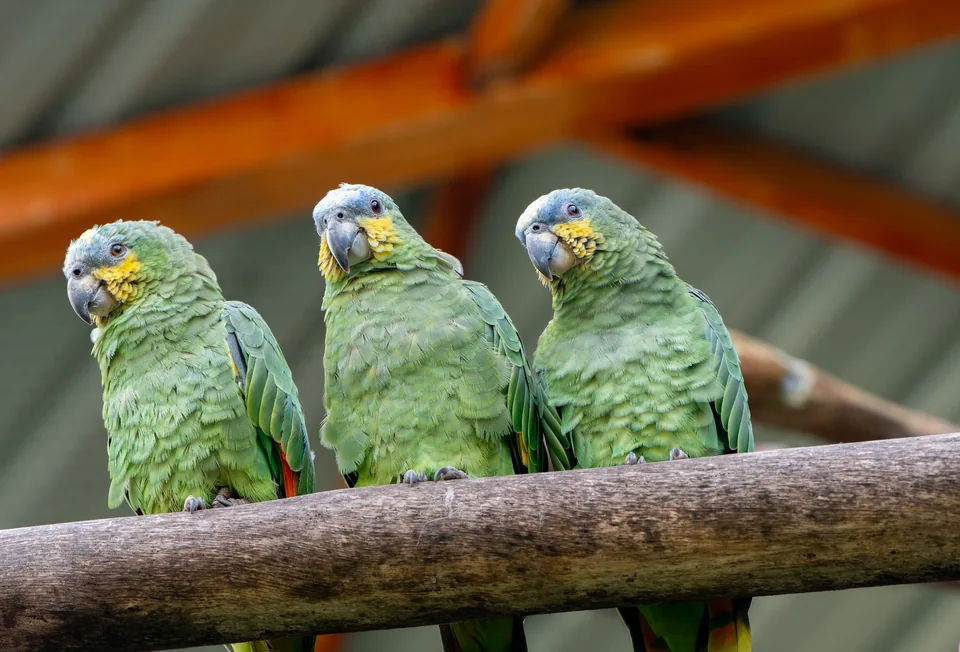 Loros de plumaje verde