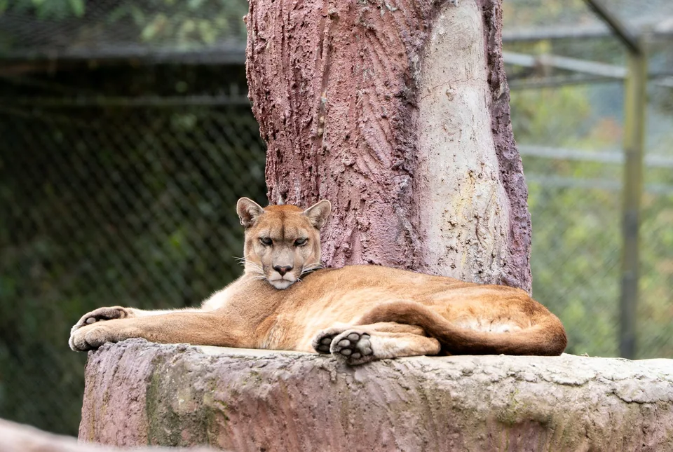 Puma descansando junto a un árbol