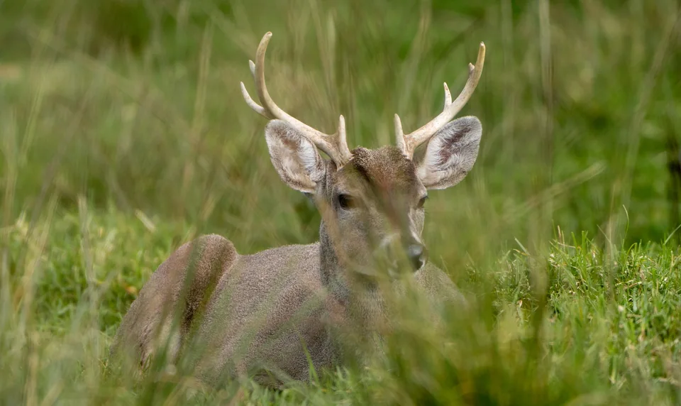 Venado de cola blanca entre la hierba