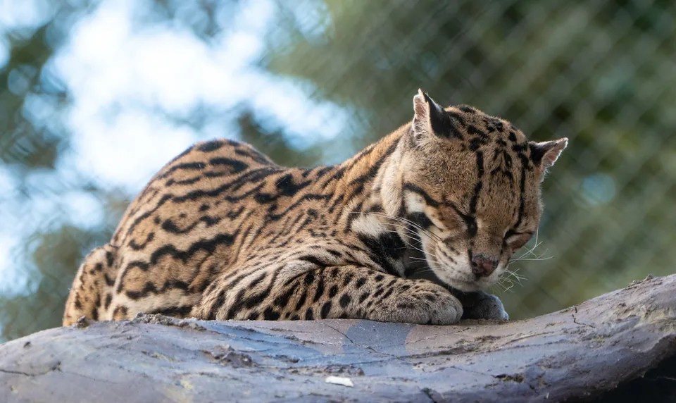 Tigrillo en Animal Park
