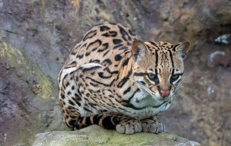 Tigrillo · Archivo de Animal Park