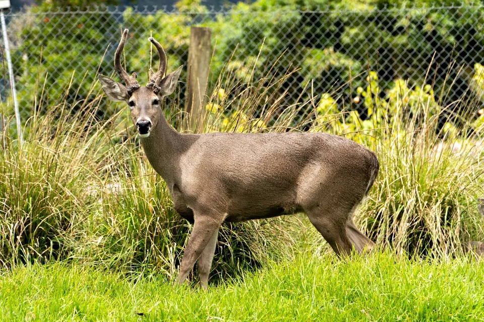 Venado de cola blanca en el refugio