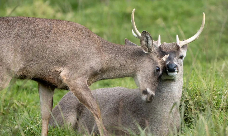 Observar a los animales en Animal Park