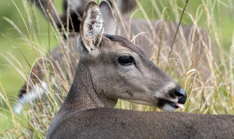 Venado de cola blanca · Archivo de Animal Park