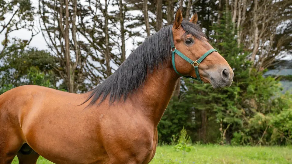 Caballos en Animal Park