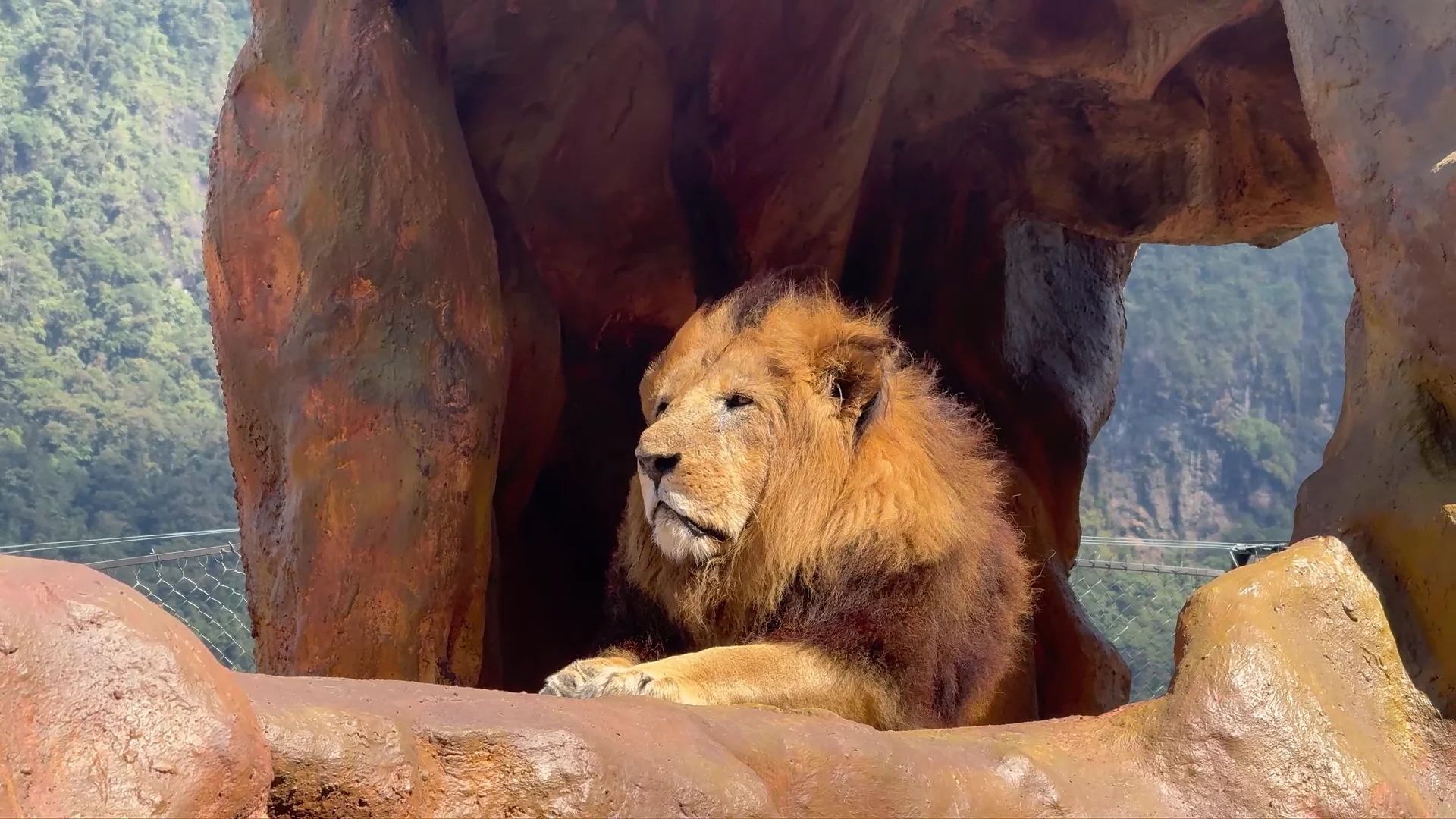 Un león descansa bajo las rocas en Animal Park